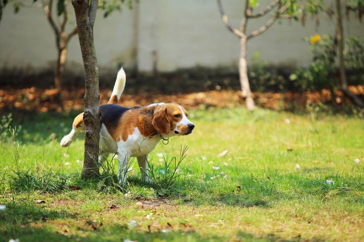 beagle peeing at tree in the park