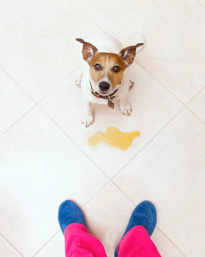 jack russell dog sitting near its pee on the floor