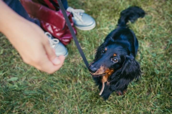giving treat to dachshund in park