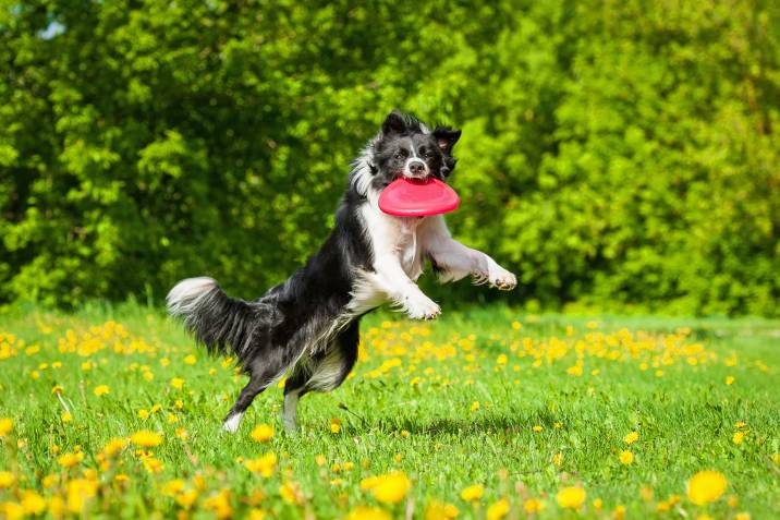 intelligent border collie catching a frisbee