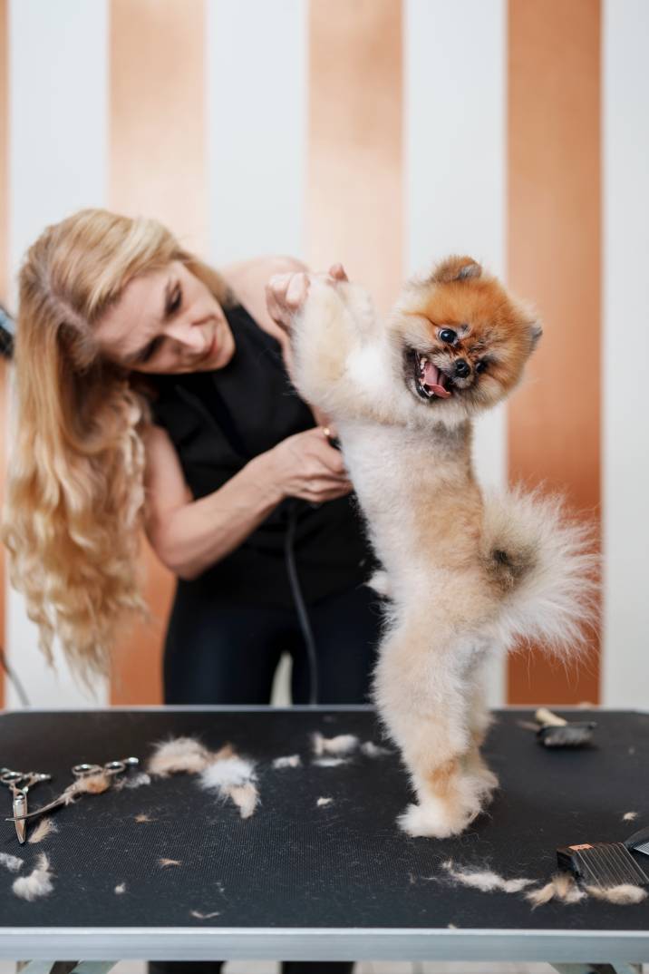 female groomer working on pomeranian dog