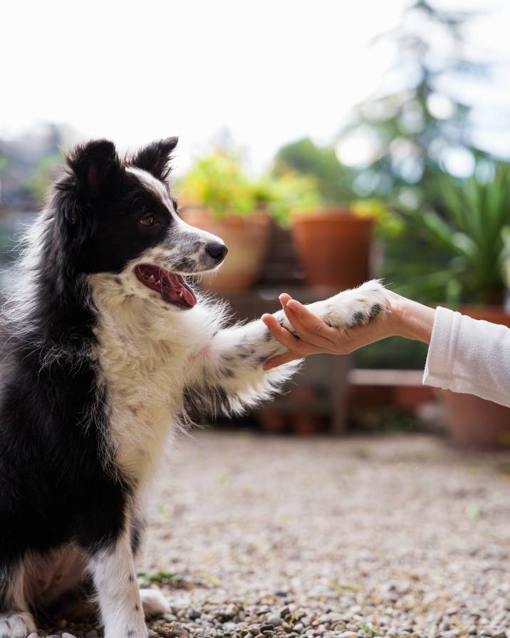 border collie shaking hands with girl