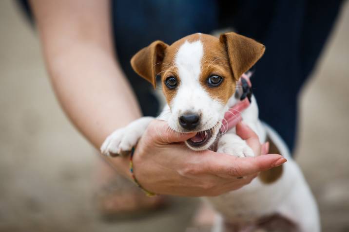 teaching bite inhibition to a puppy by letting it mouth on owner's hand