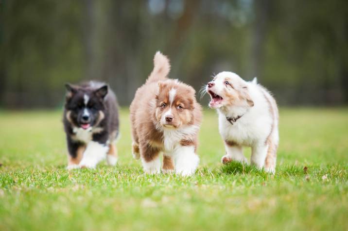 puppies playing outdoors