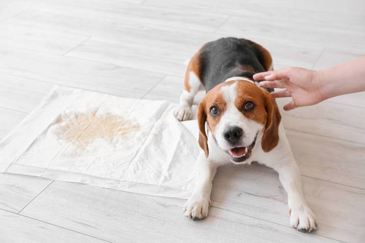 toilet training a dog with a pee pad