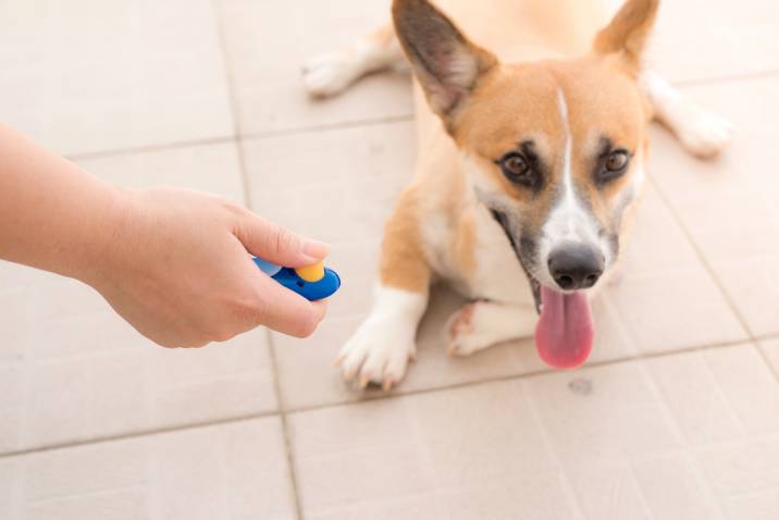 using a clicker to toilet train a dog