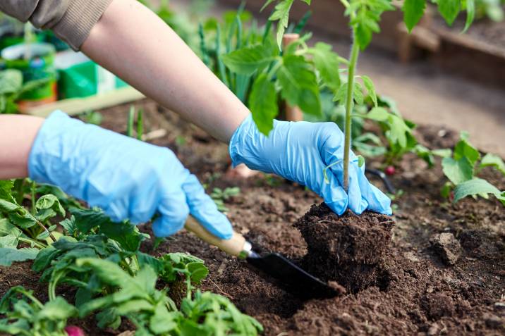 gardening while wearing thin gloves