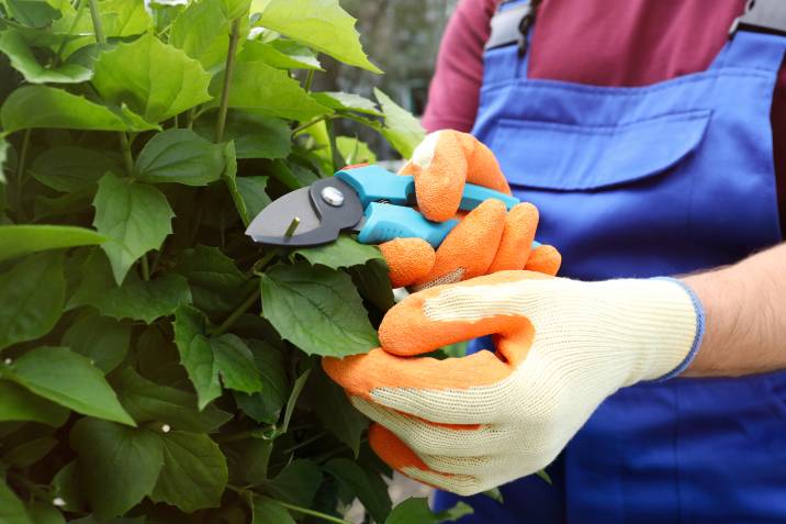 pruning a plant while wearing thick gardening gloves