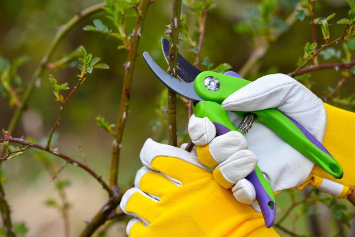pruning a plant with secateurs