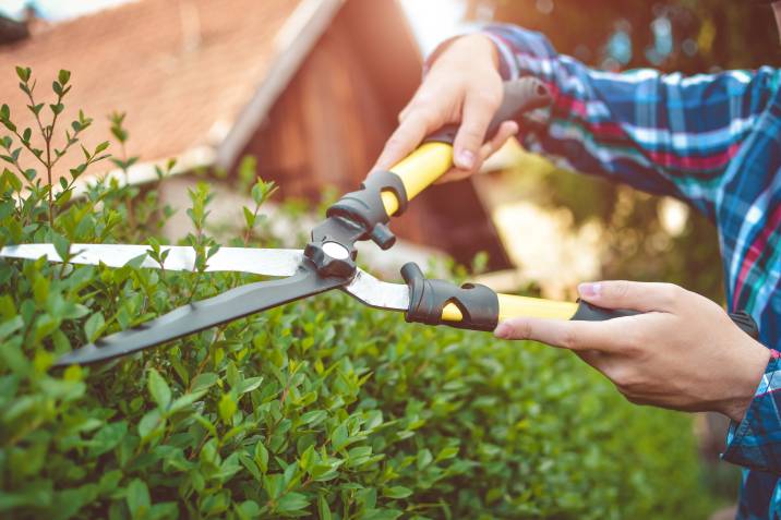 trimming a hedge with garden shears