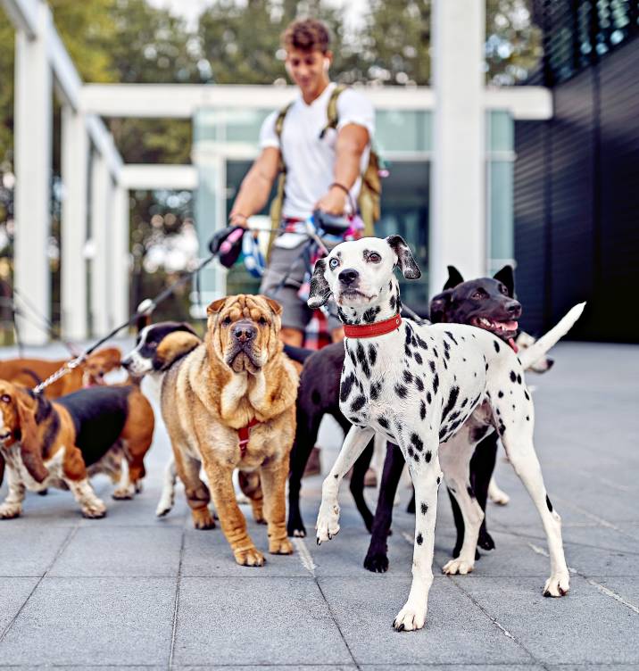 a man walking a group of dogs