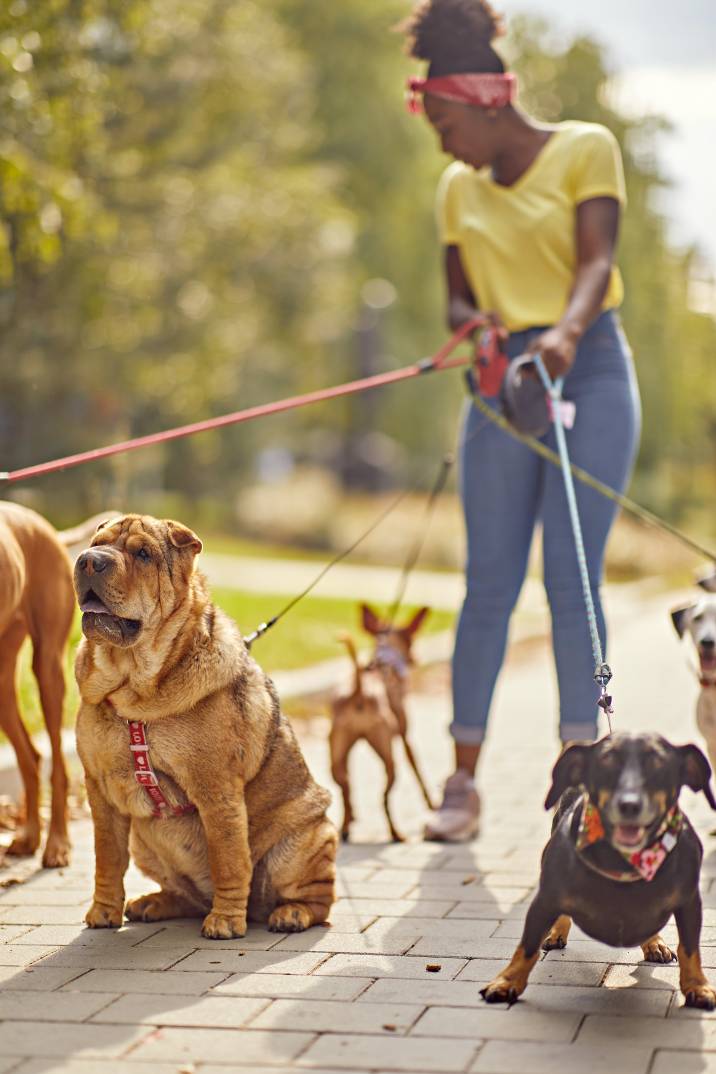 a woman walking several dogs