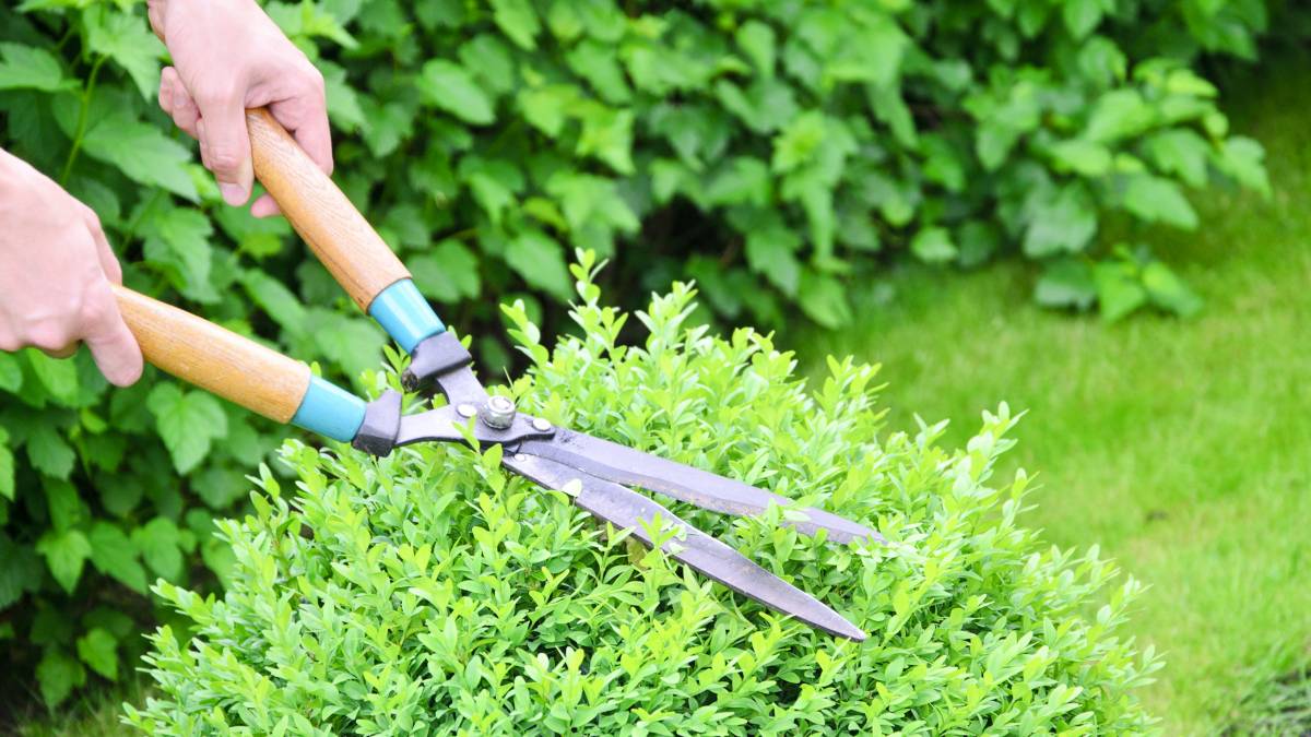 Hedge Trimming Cost Guide Airtasker US
