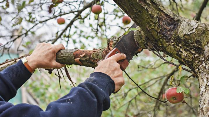 a gardener pruning an apple tree