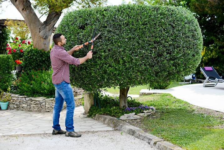 a man trimming a small tree