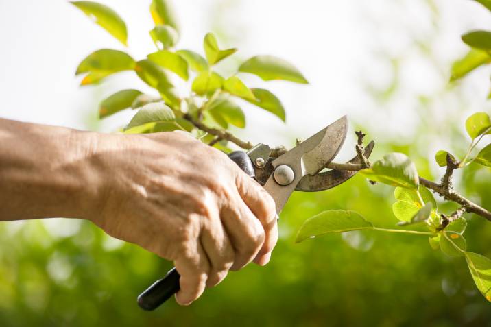 a gardener cutting a small branch