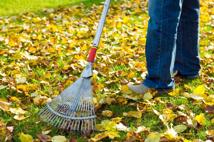 raking the lawn to prevent weed growth during summer