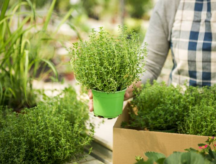 Herbs grown at home for business