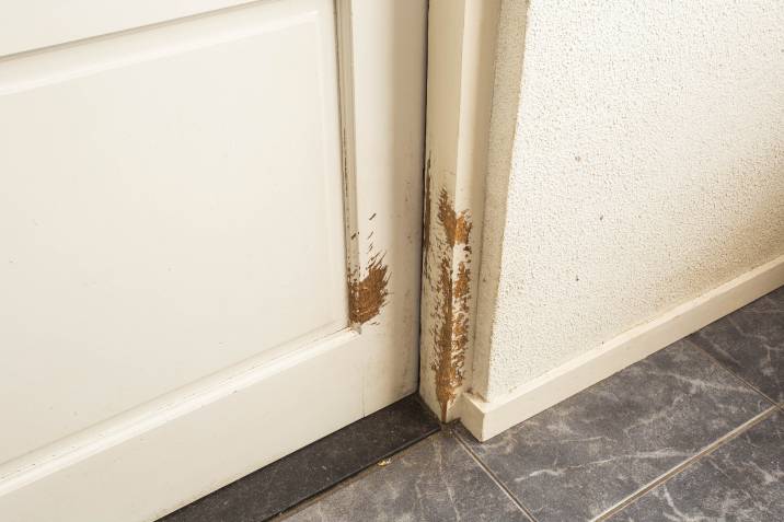 Door with pet scratch marks