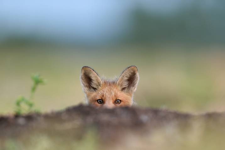 Fox peeking at potential prey
