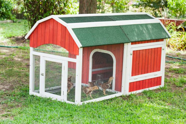 Fox proof chicken coop features