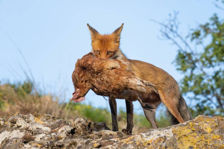 Fox catching chicken