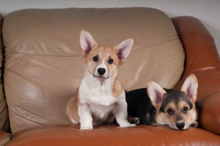 Two puppies sitting on a leather couch