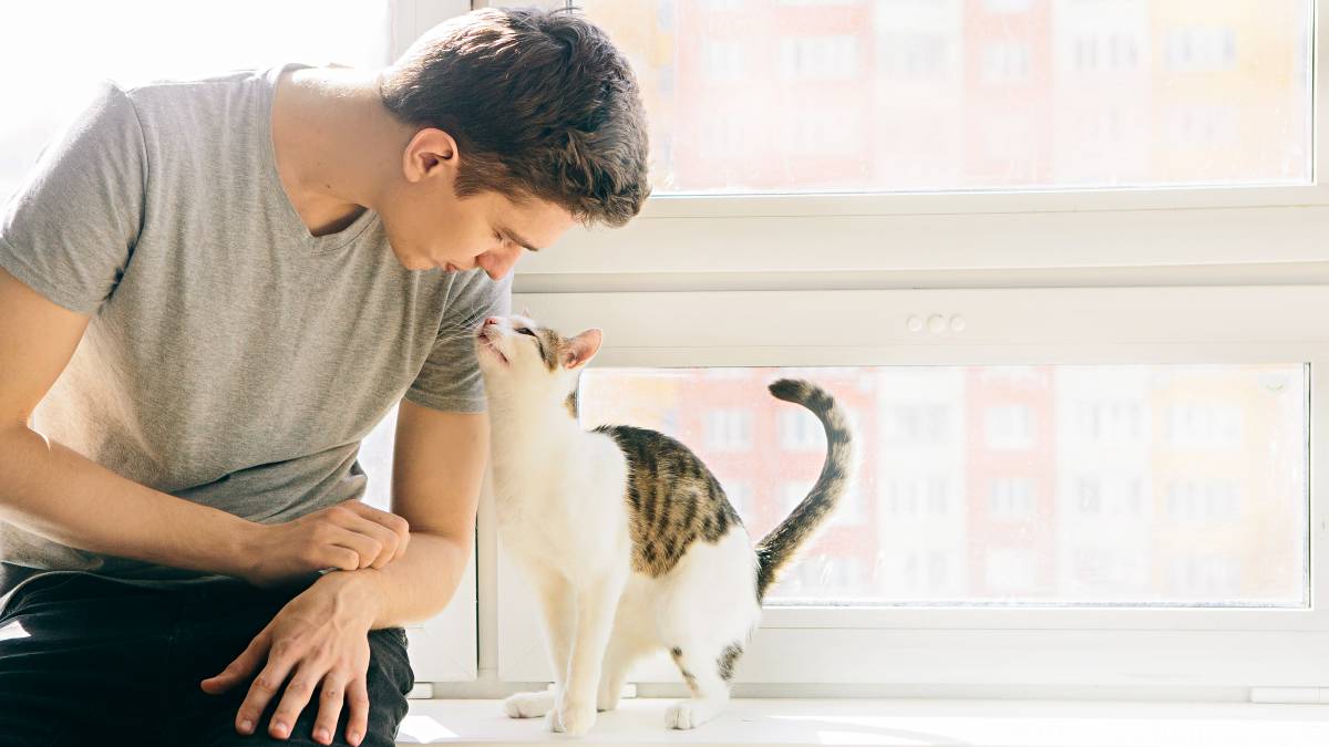 cat-sitter-prices-airtasker-uk