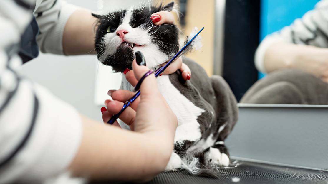 Cat Grooming Cost Guide Airtasker UK