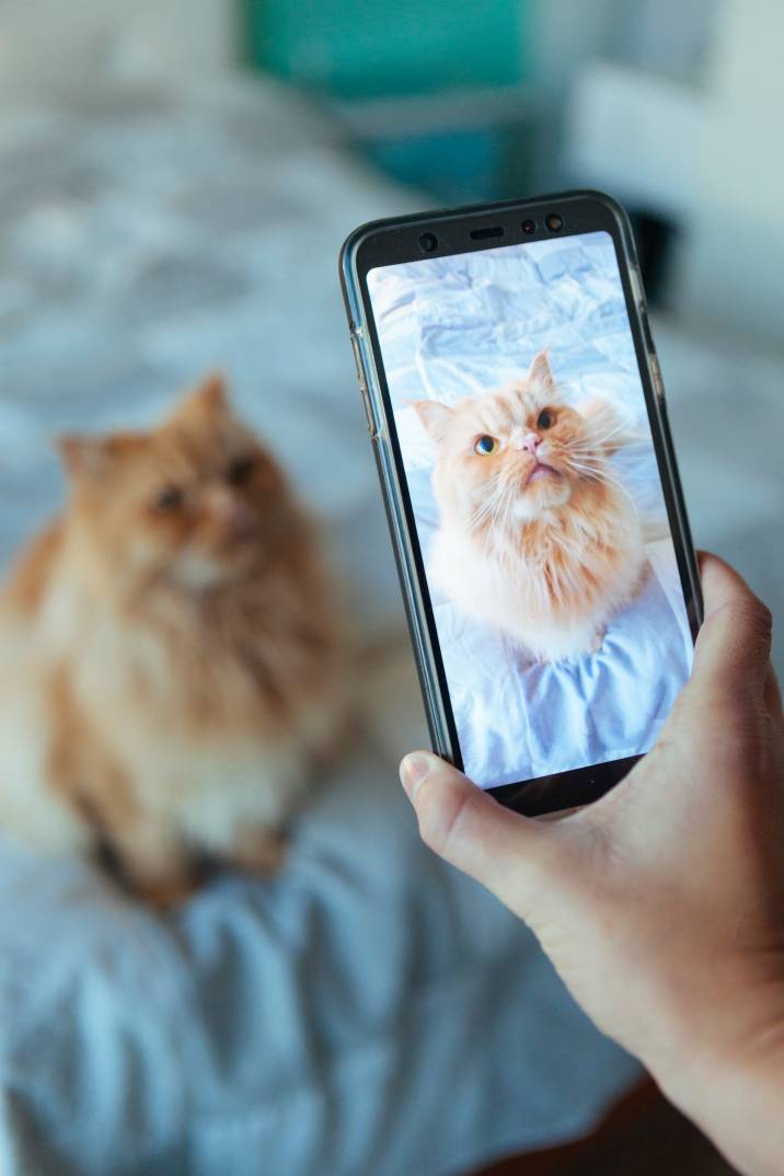 a woman taking a mobile picture of her cat 
