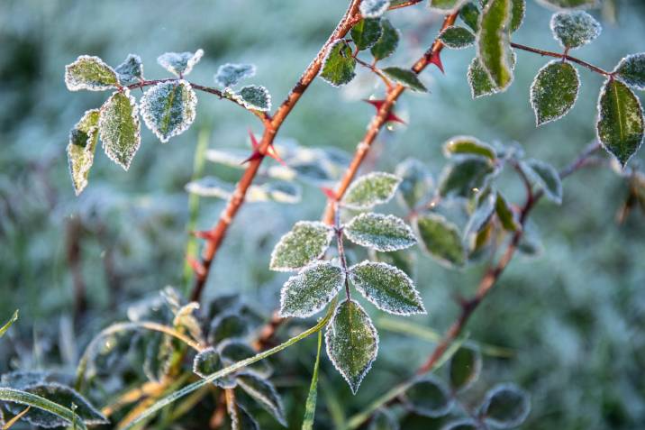 leaves with frost