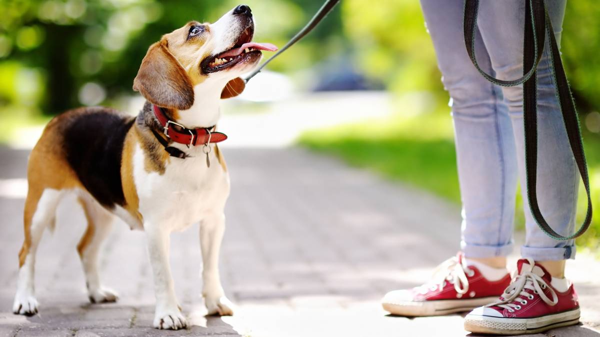 dog-walking-cost-guide-airtasker-uk